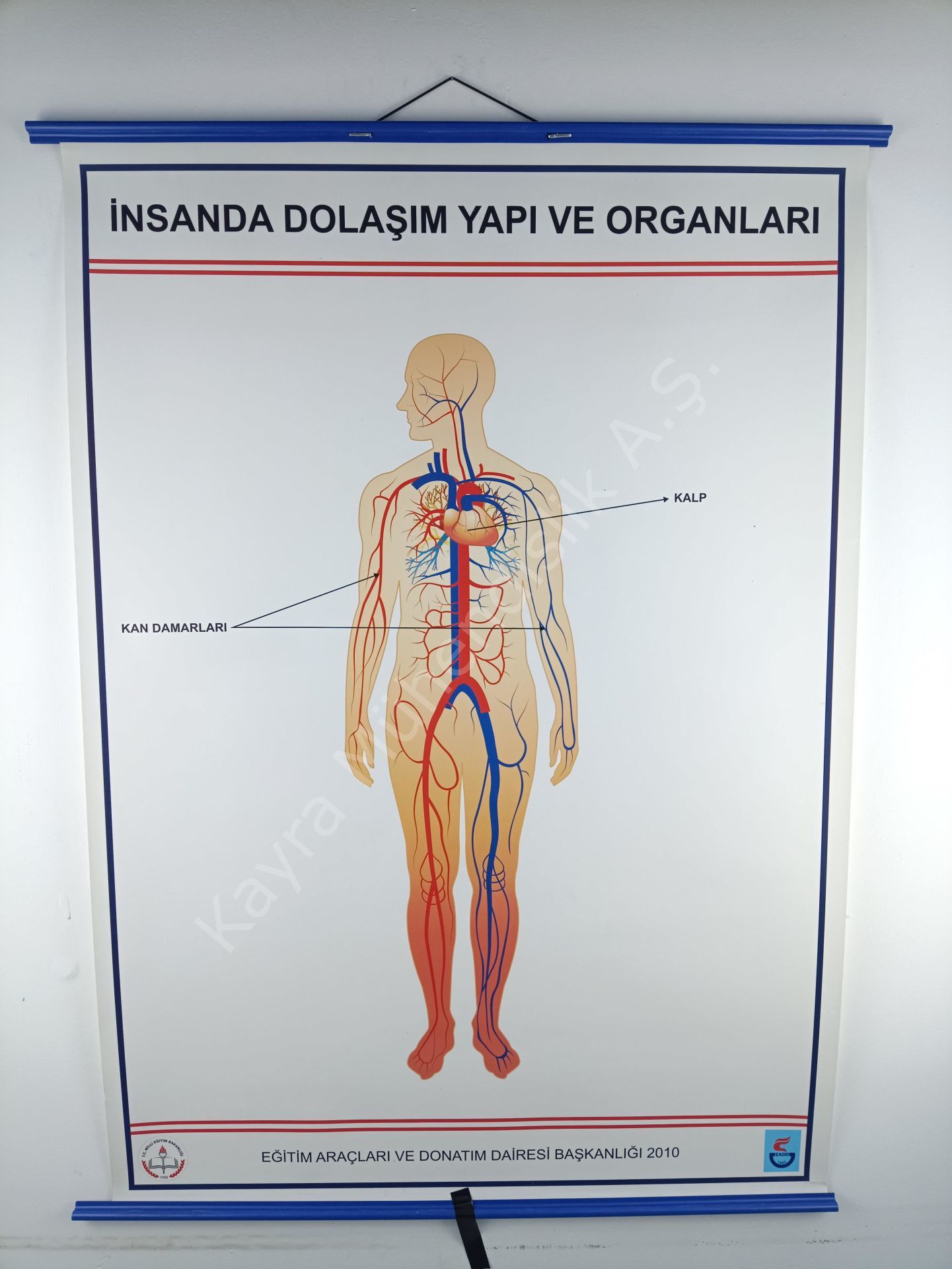 İNSANDA DOLAŞIM VE YAPI ORGANLARI