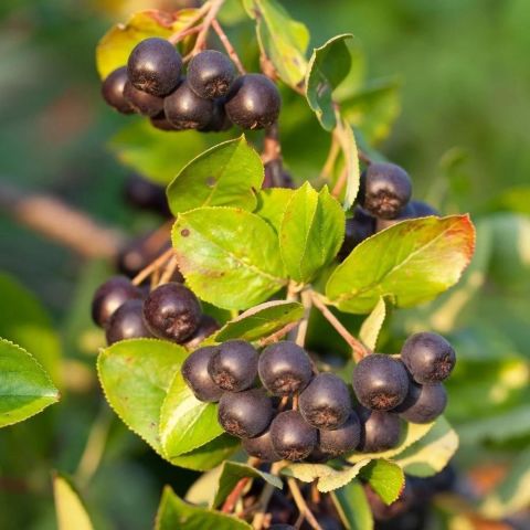 10 Adet Viking Siyah Aronya Aronia Chokeberry Fidesi (10-15 cm)