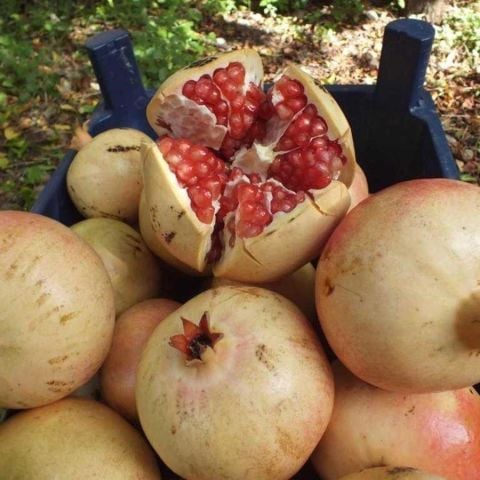 Tüplü İri Meyveli Silifke Keben Narı Fidanı