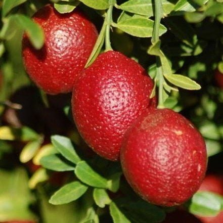 4 Yaş Aşılı Blood Lime Kırmızı Limon Fidanı, Torbada