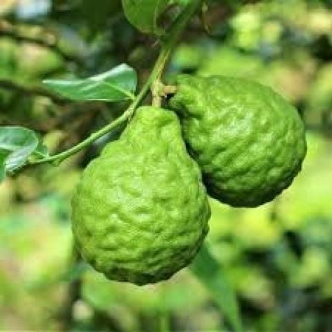 6 Yaş Aşılı Bergamot Fidanı, Saksıda