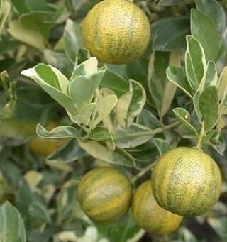 6 Yaş Aşılı Alacalı Calamondin Süs Mandalinası Fidanı, Saksıda