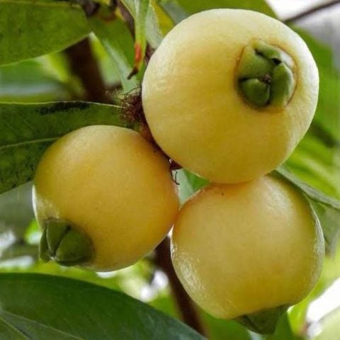 Nadir Ürün Gül Elması (Rose Apple) Meyve Fidanı