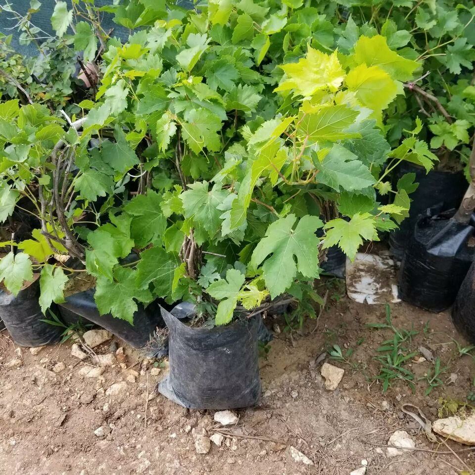 (2-4 Metre) Sarmaşık Çember Siyah Üzüm Fidanı