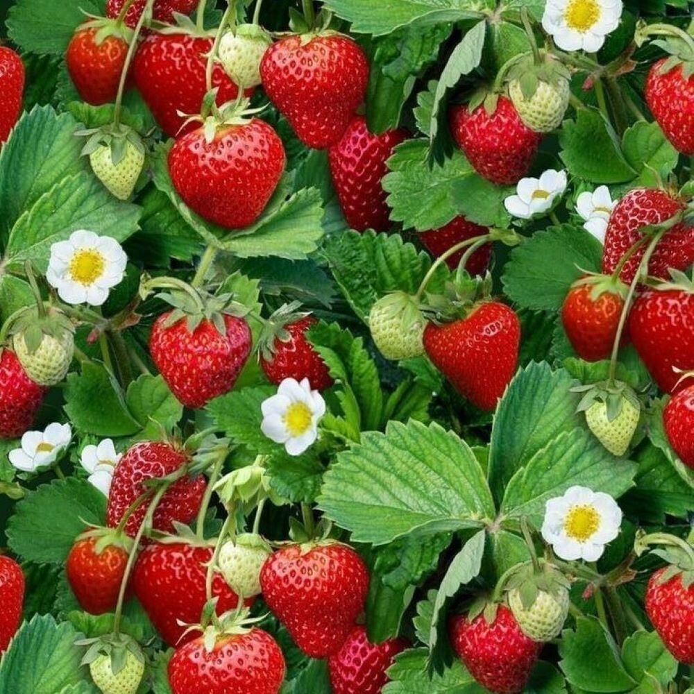 10 Adet Tüplü Portala Çilek Fidesi