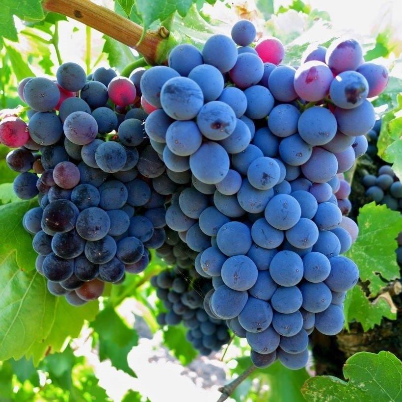 Grenache Cinsi Üzüm Fidanı