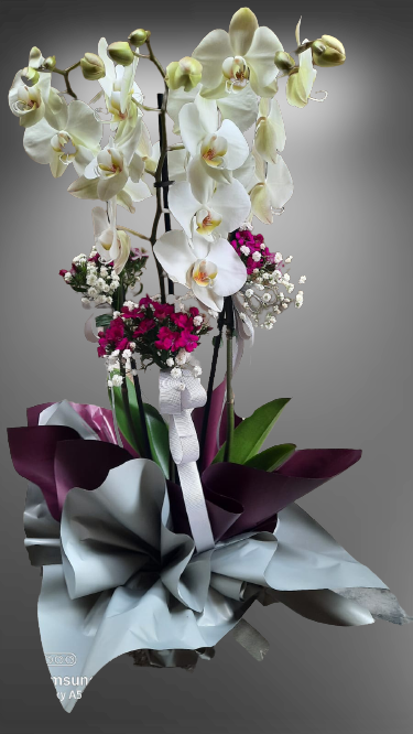 Çift Dal Beyaz Orkide - 009
