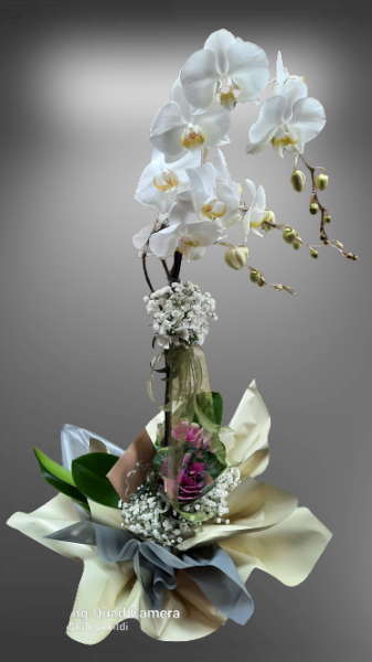 Tek dal Beyaz Orkide -021