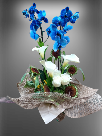 Mavi Aranjmanlı Orkide