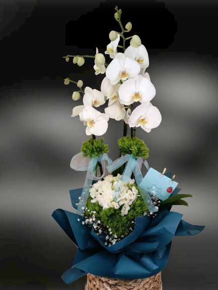 Beyaz Aranjmanlı Orkide