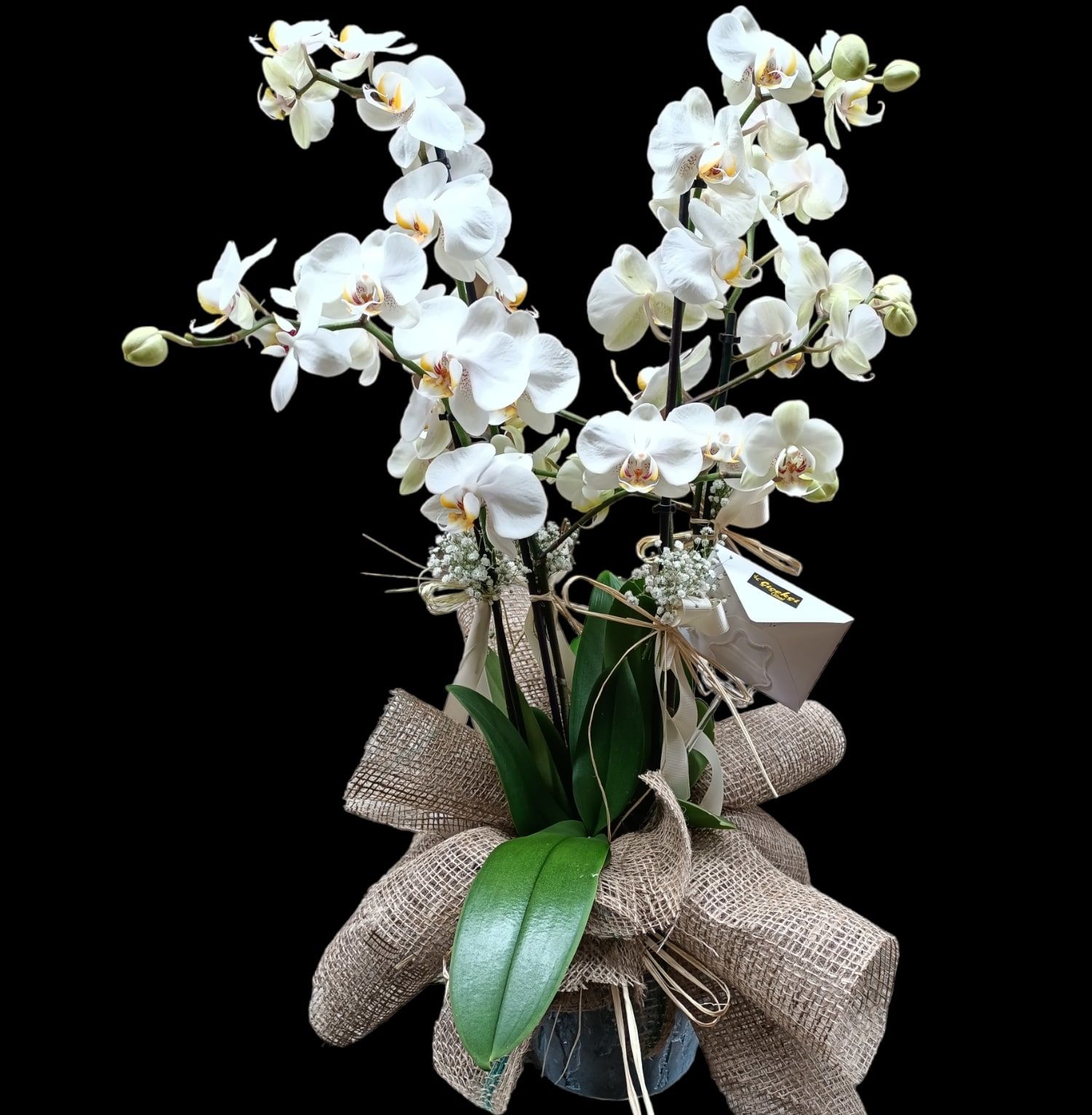 4 Dal ithal Beyaz Orkide