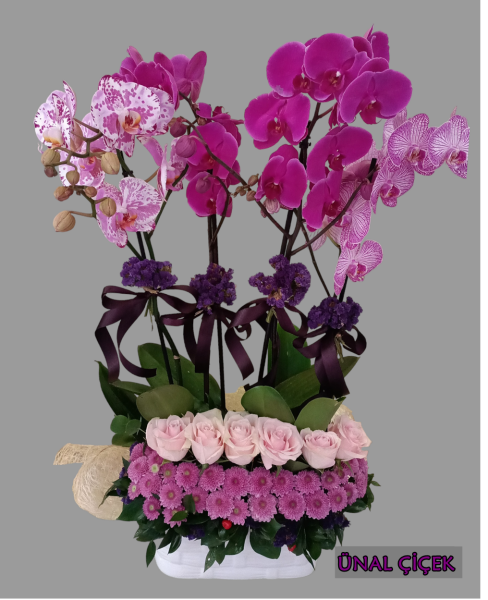 4 dal renkli orkide