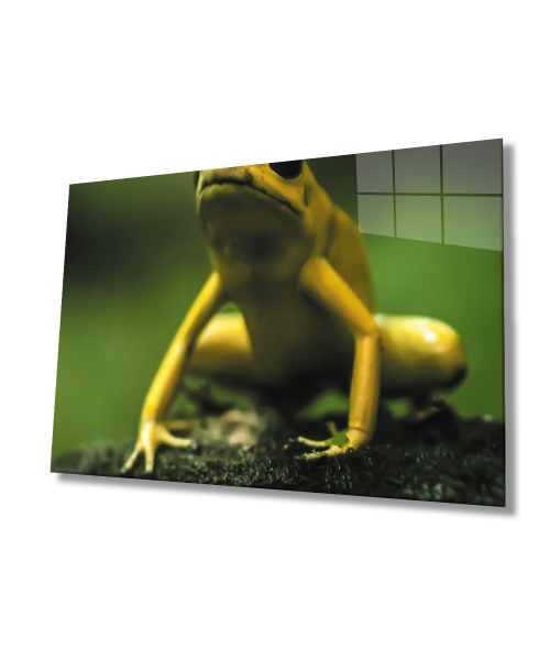 Yeşil Sarı Kurbağa Cam Tablo  4mm Dayanıklı Temperli Cam Yellow Green Frog Glass Wall Art