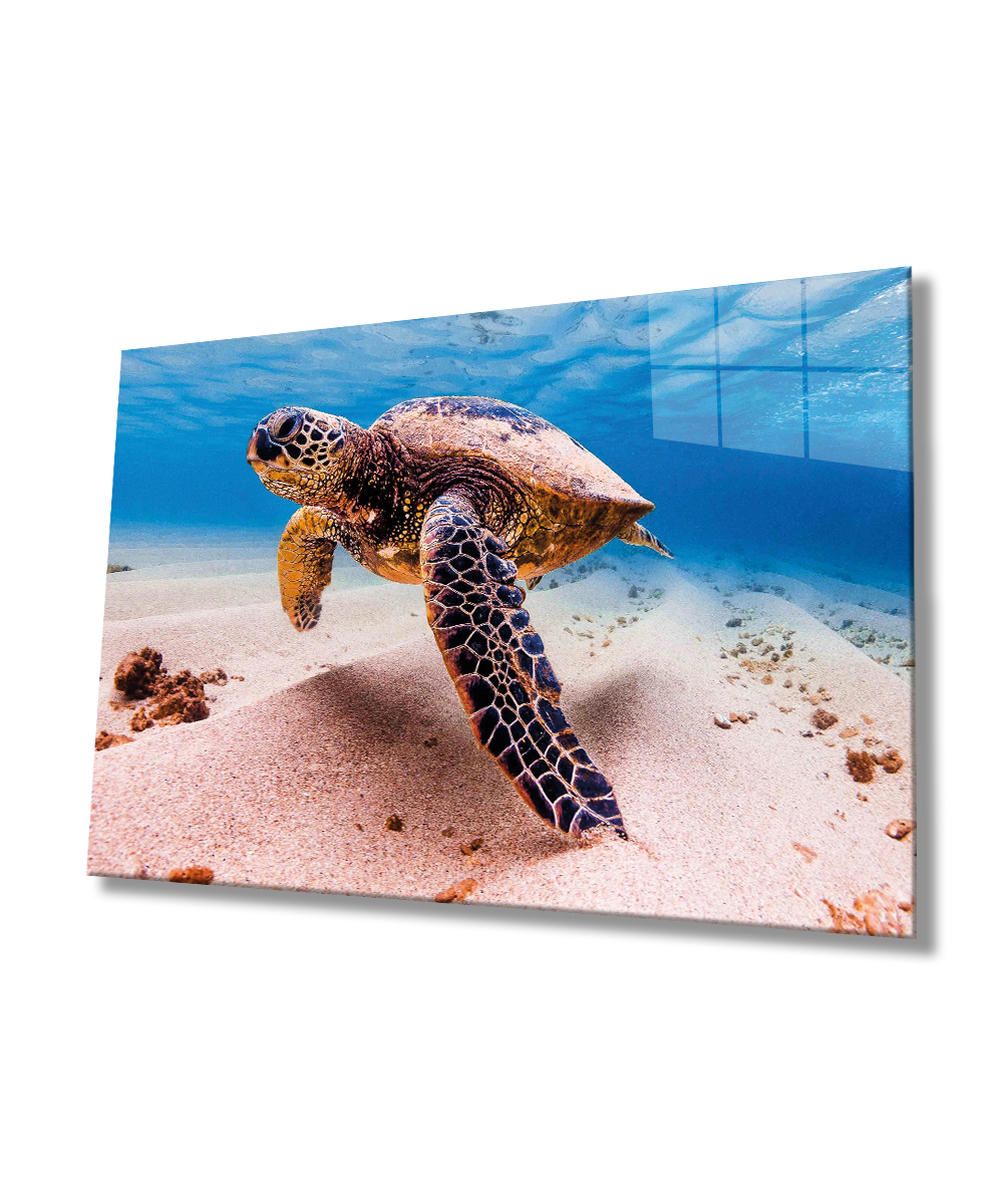 Deniz Kaplumbağası Cam Tablo  4mm Dayanıklı Temperli Cam, Sea Turtle Glass Wall Art