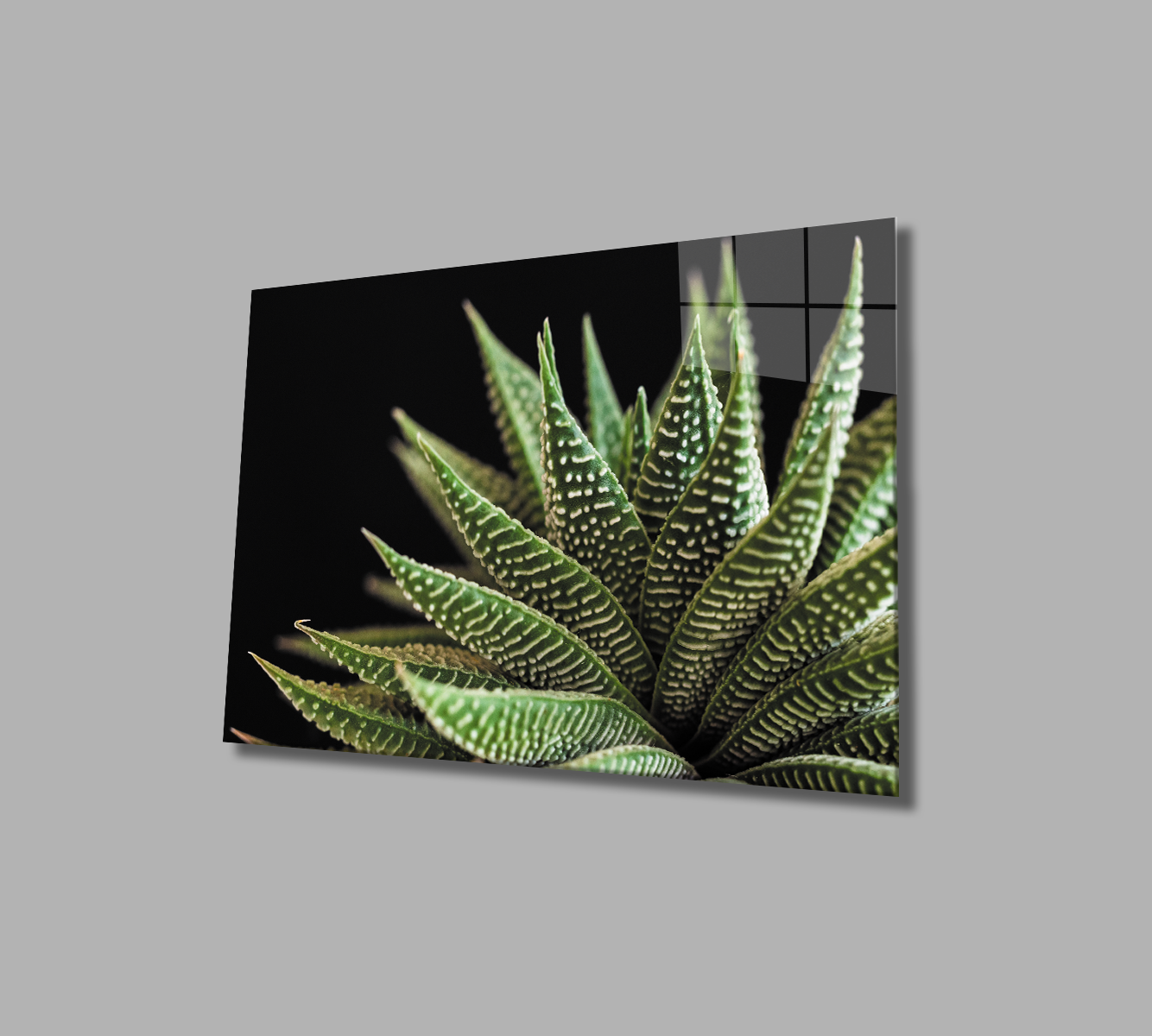 Siyah Arka Fon Aleovera Çiçek 4mm Dayanıklı Cam Tablo Temperli Cam, Black Background Aloe Vera Flower Glass Wall Art