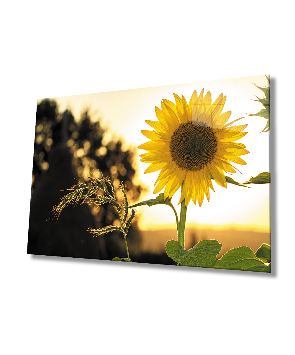 Ayçiçeği Cam Tablo  4mm Dayanıklı Temperli Cam  Sunflower Glass Wall Art