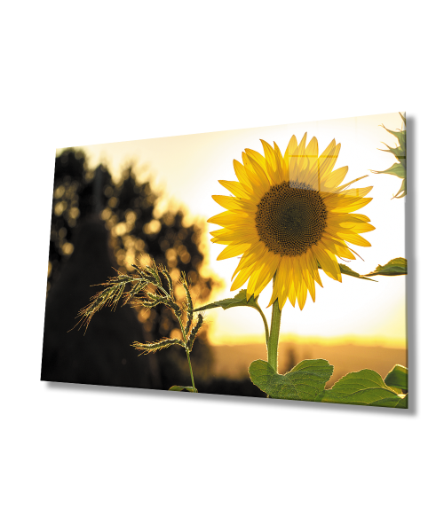 Ayçiçeği Cam Tablo  4mm Dayanıklı Temperli Cam  Sunflower Glass Wall Art