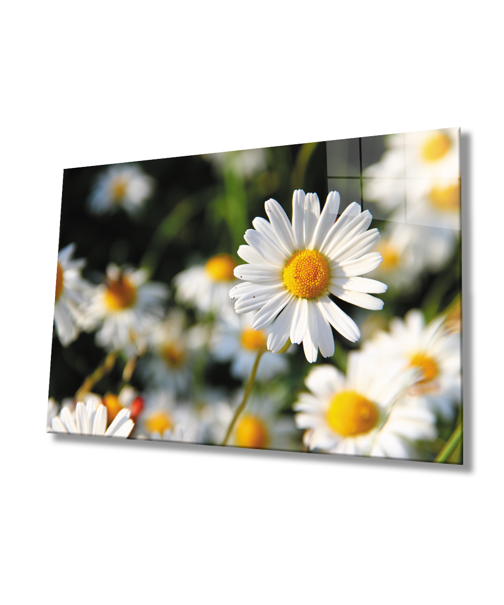 Papatya Cam Tablo  4mm Dayanıklı Temperli Cam Daisy Glass Wall Art