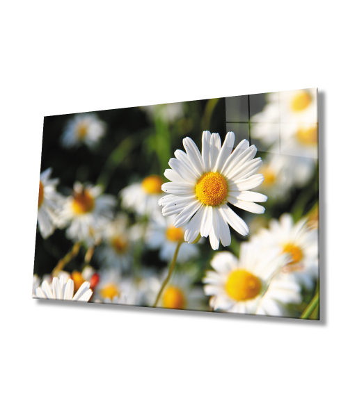 Papatya Cam Tablo  4mm Dayanıklı Temperli Cam Daisy Glass Wall Art