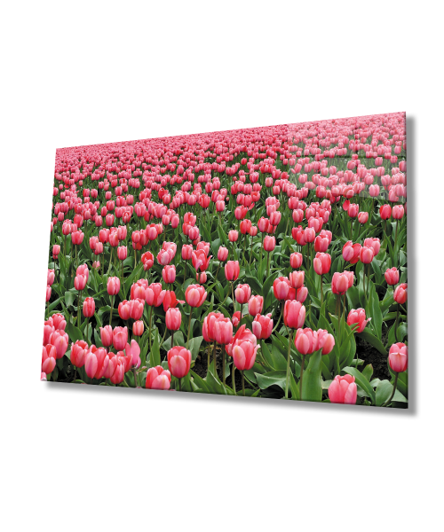 Pembe Lale Çiçek  Cam Tablo  4mm Dayanıklı Temperli Cam Pink Tulip Flower Glass Wall Art