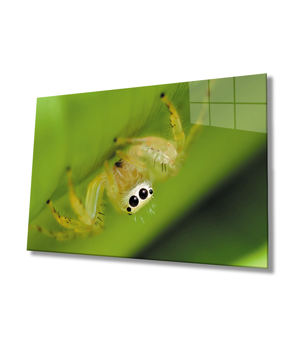 Yeşil Sarı Örümcek Cam Tablo  4mm Dayanıklı Temperli Cam Green Yellow Spider Glass Wall Art