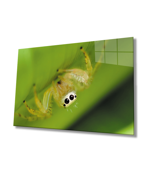 Yeşil Sarı Örümcek Cam Tablo  4mm Dayanıklı Temperli Cam Green Yellow Spider Glass Wall Art