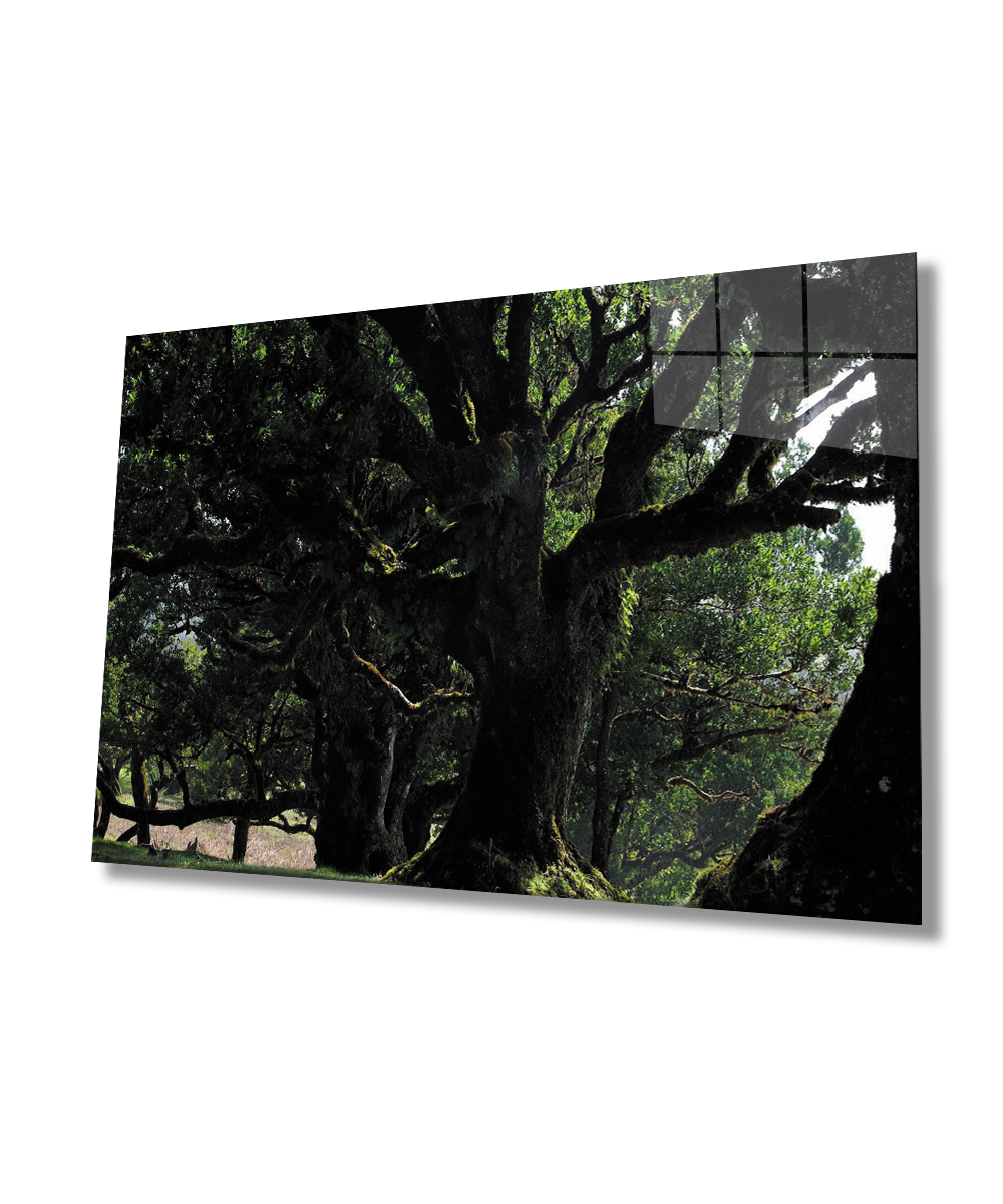 Yeşil  Ağaç Manzara  Cam Tablo  4mm Dayanıklı Temperli Cam Green Tree Landscape Glass Wall Art