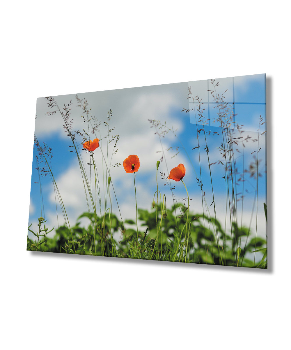 Gelincik Çiçeği Cam Tablo  4mm Dayanıklı Temperli Cam  Poppy Flower Glass Wall Art