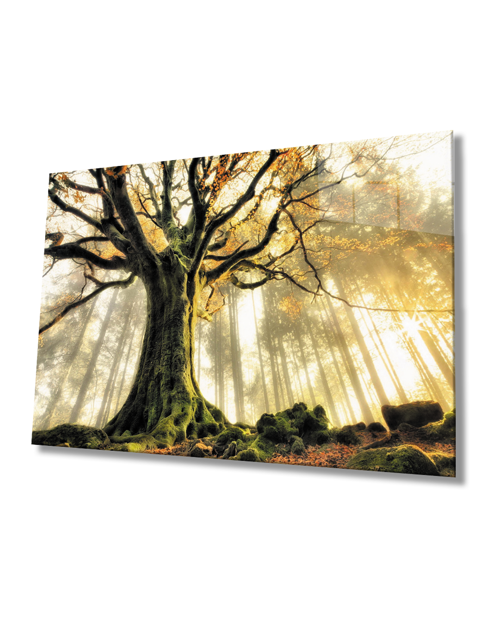 Gün Batımında  Ağaçlar Cam Tablo  4mm Dayanıklı Temperli Cam Trees At Sunset Glass Table 4mm Durable Tempered Glass