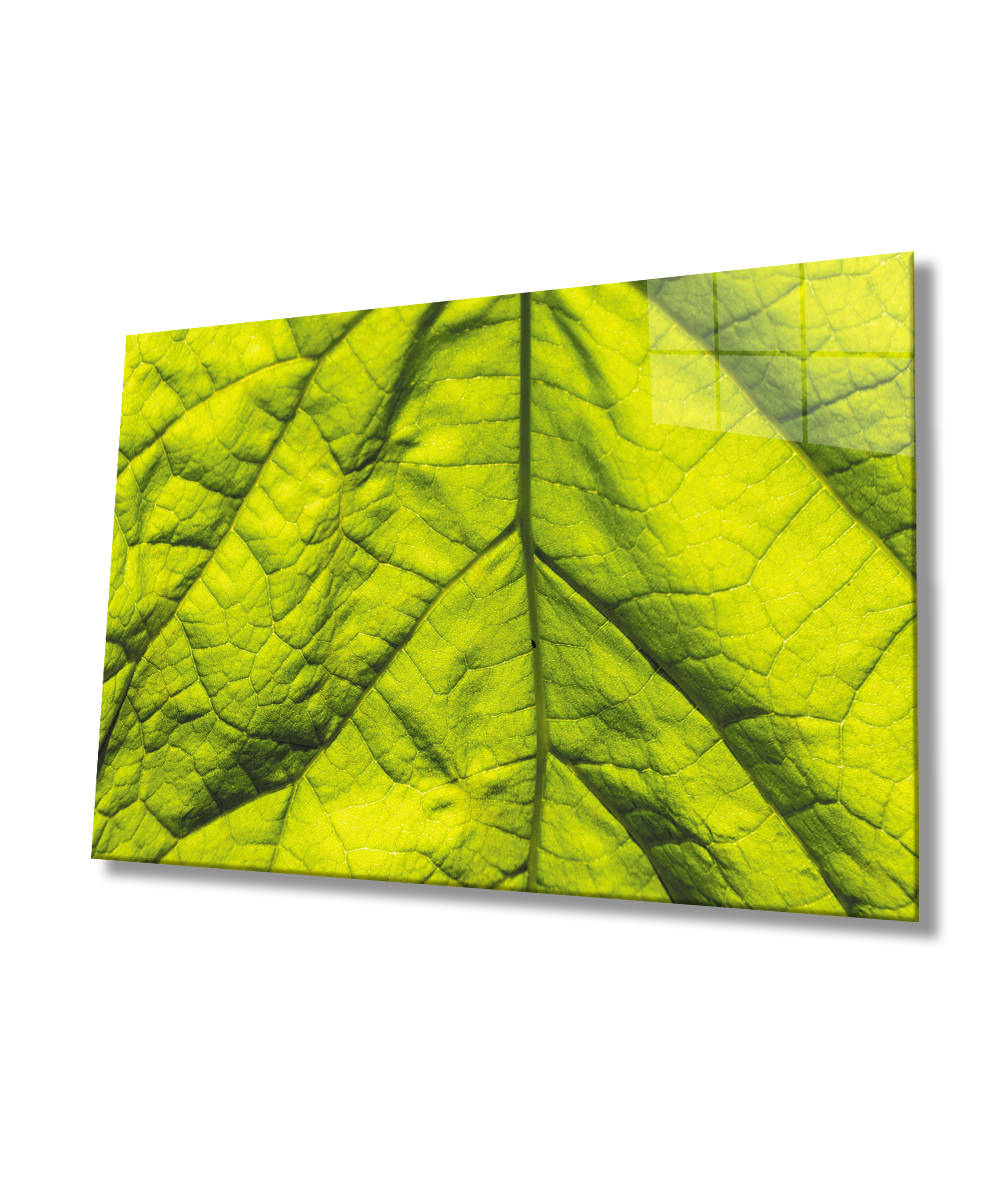 Yeşil Yaprak Cam Tablo  4mm Dayanıklı Temperli Cam Green leaf Glass Wall Art