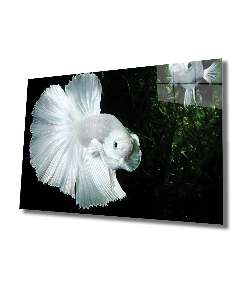 Beyaz Balık Cam Tablo  4mm Dayanıklı Temperli Cam, White Fish Glass Wall Art