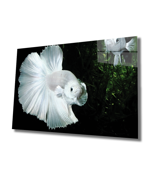 Beyaz Balık Cam Tablo  4mm Dayanıklı Temperli Cam, White Fish Glass Wall Art