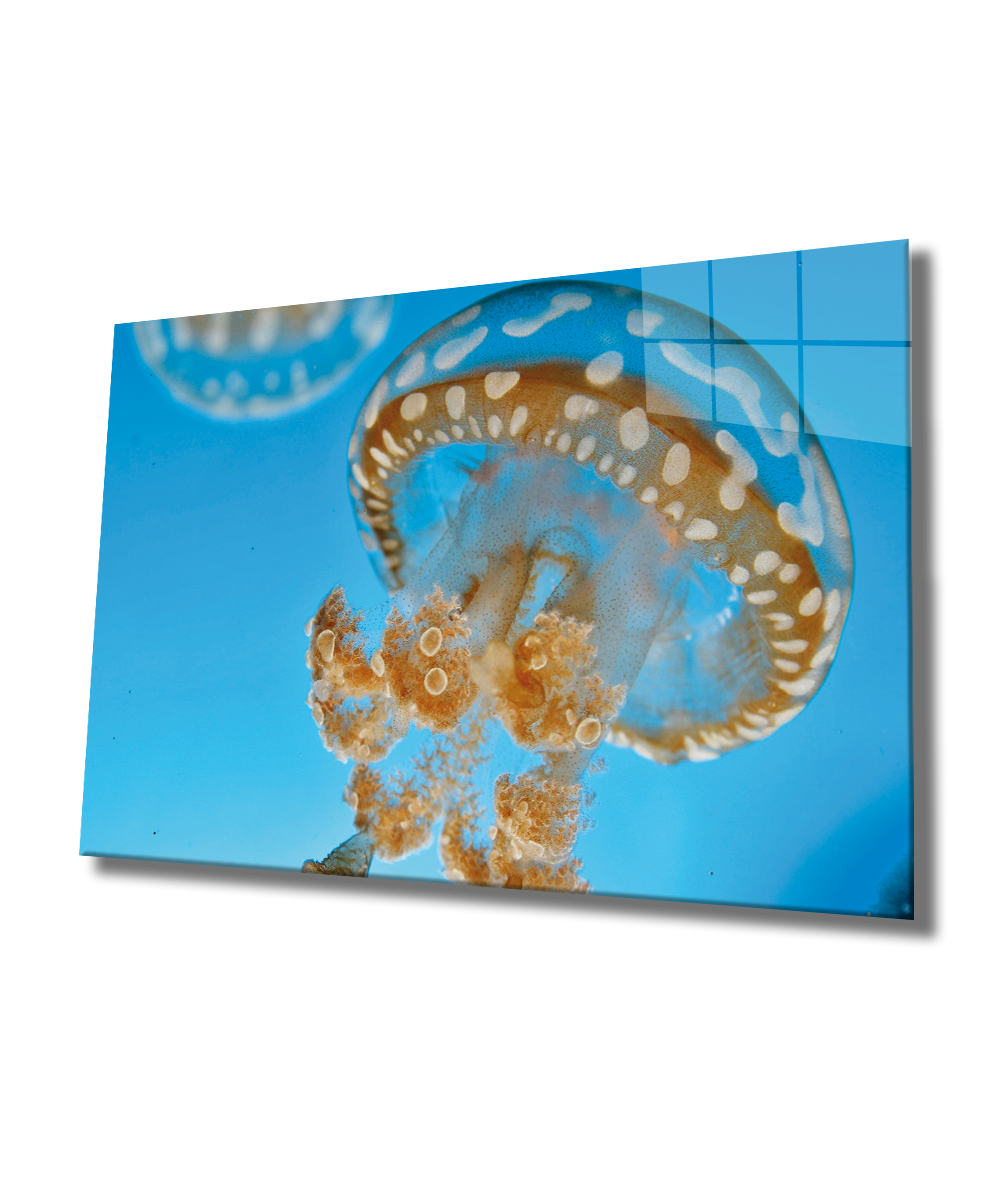 Denizanası Cam Tablo  4mm Dayanıklı Temperli Cam, Medusae Glass Wall Art