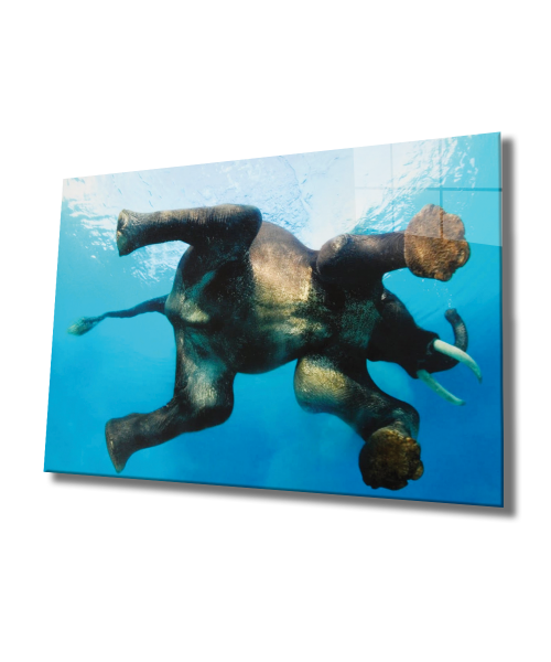 Suda Fil Cam Tablo  4mm Dayanıklı Temperli Cam, Elephant in Water Glass Wall Art