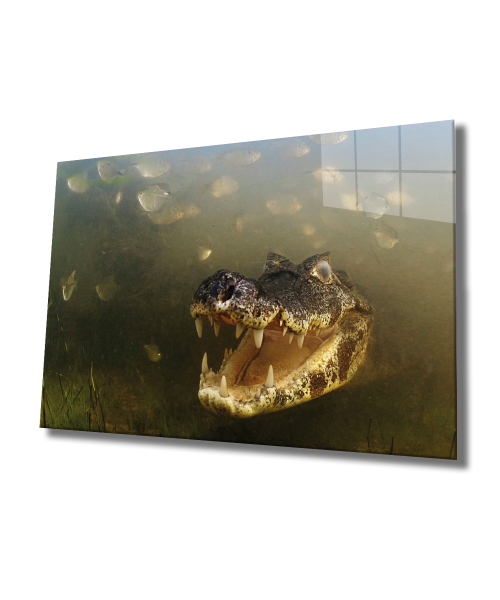 Suda Timsah Cam Tablo  4mm Dayanıklı Temperli Cam, Crocodile Glass Wall Art