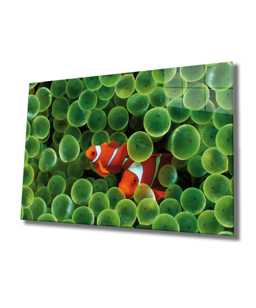 Turuncu Balıklar Cam Tablo  4mm Dayanıklı Temperli Cam, Orange Glass Wall Art