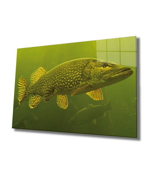 Yeşil Balık Cam Tablo  4mm Dayanıklı Temperli Cam, Green Fish Glass Wall Art
