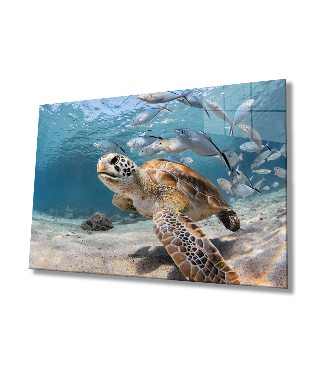 Su Kaplumbağası ve Balıklar SuAltı Cam Tablo  4mm Dayanıklı Temperli Cam