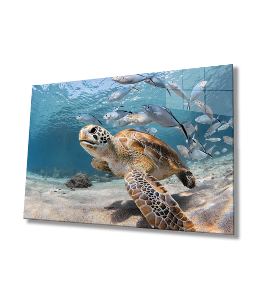 Su Kaplumbağası ve Balıklar SuAltı Cam Tablo  4mm Dayanıklı Temperli Cam