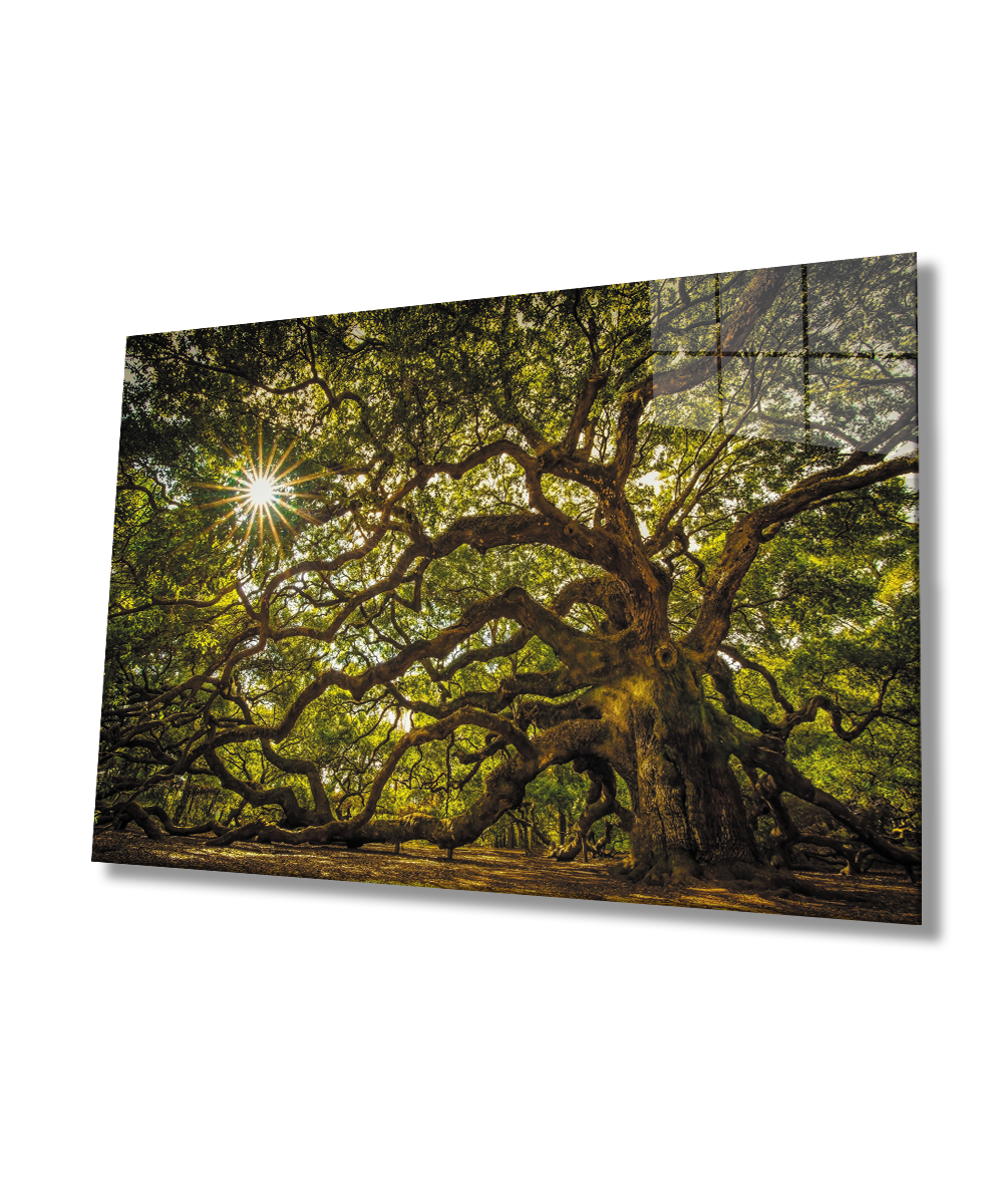 Ağaç Orman Güneş Yeşil Cam Tablo  4mm Dayanıklı Temperli Cam Tree Forest Green Sun Glass  Wall  Art