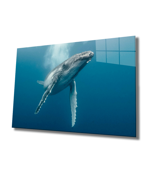 Sualtı Hayatı Cam Tablo  4mm Dayanıklı Temperli Cam, Marine Life Glass Wall Art