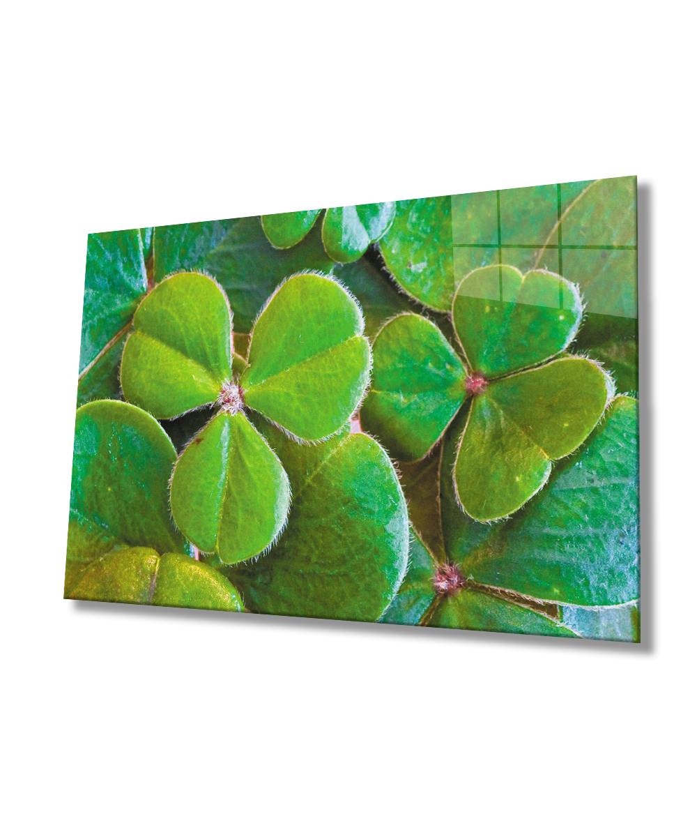 Üç Yapraklı Yonca Yeşil Cam Tablo  4mm Dayanıklı Temperli Cam Three Leaf Clover Green Glass Wall Art