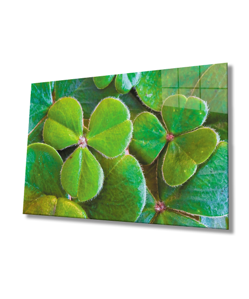 Üç Yapraklı Yonca Yeşil Cam Tablo  4mm Dayanıklı Temperli Cam Three Leaf Clover Green Glass Wall Art