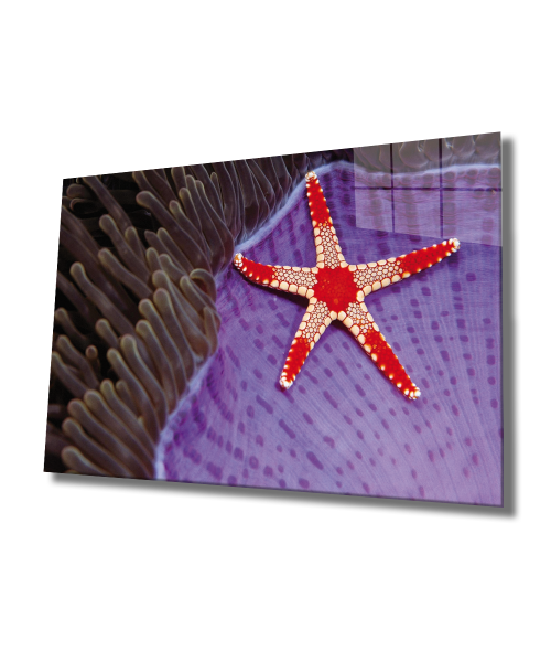 Deniz Yıldızı Cam Tablo  4mm Dayanıklı Temperli Cam, Starfish Glass Wall Art