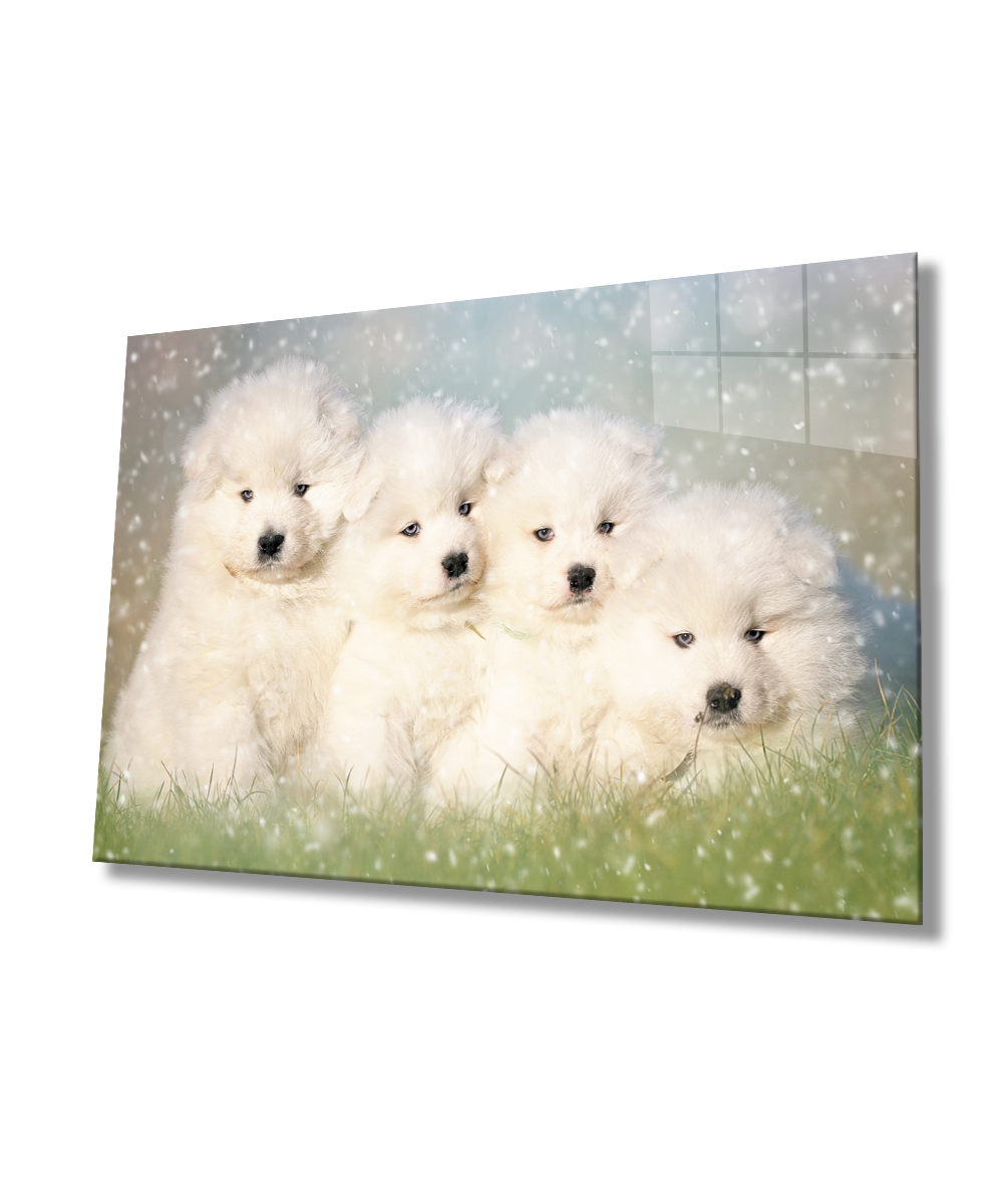 Beyaz Köpekler Cam Tablo  4mm Dayanıklı Temperli Cam