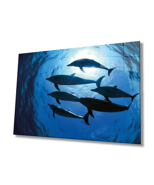 Yunus Balıkları Sualtı Cam Tablo  4mm Dayanıklı Temperli Cam