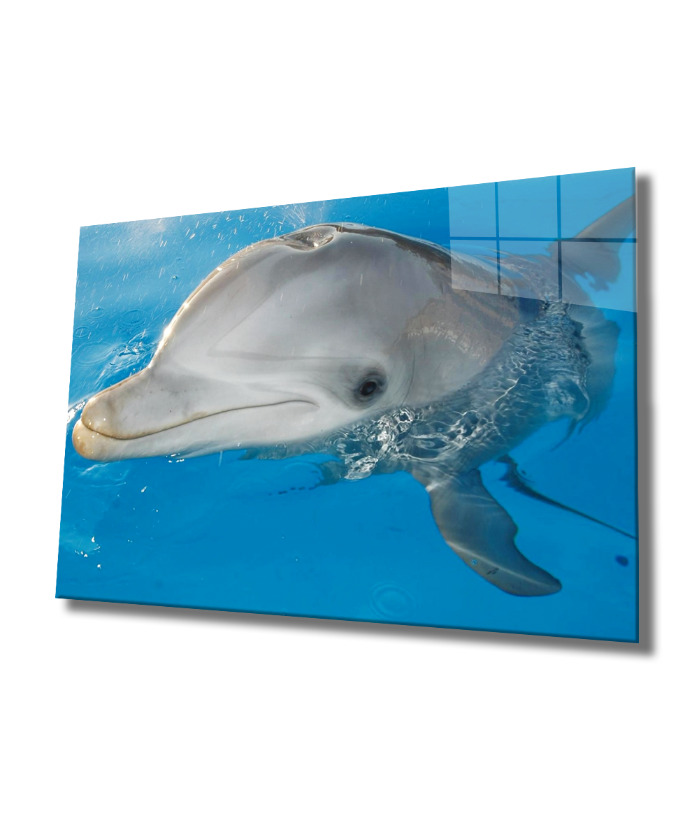 Yunus Balığı Cam Tablo  4mm Dayanıklı Temperli Cam, Dolphin Glass Wall Art