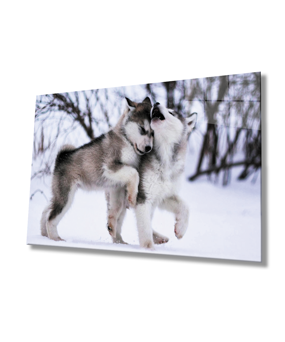 Kurt Köpeği Cam Tablo  4mm Dayanıklı Temperli Cam