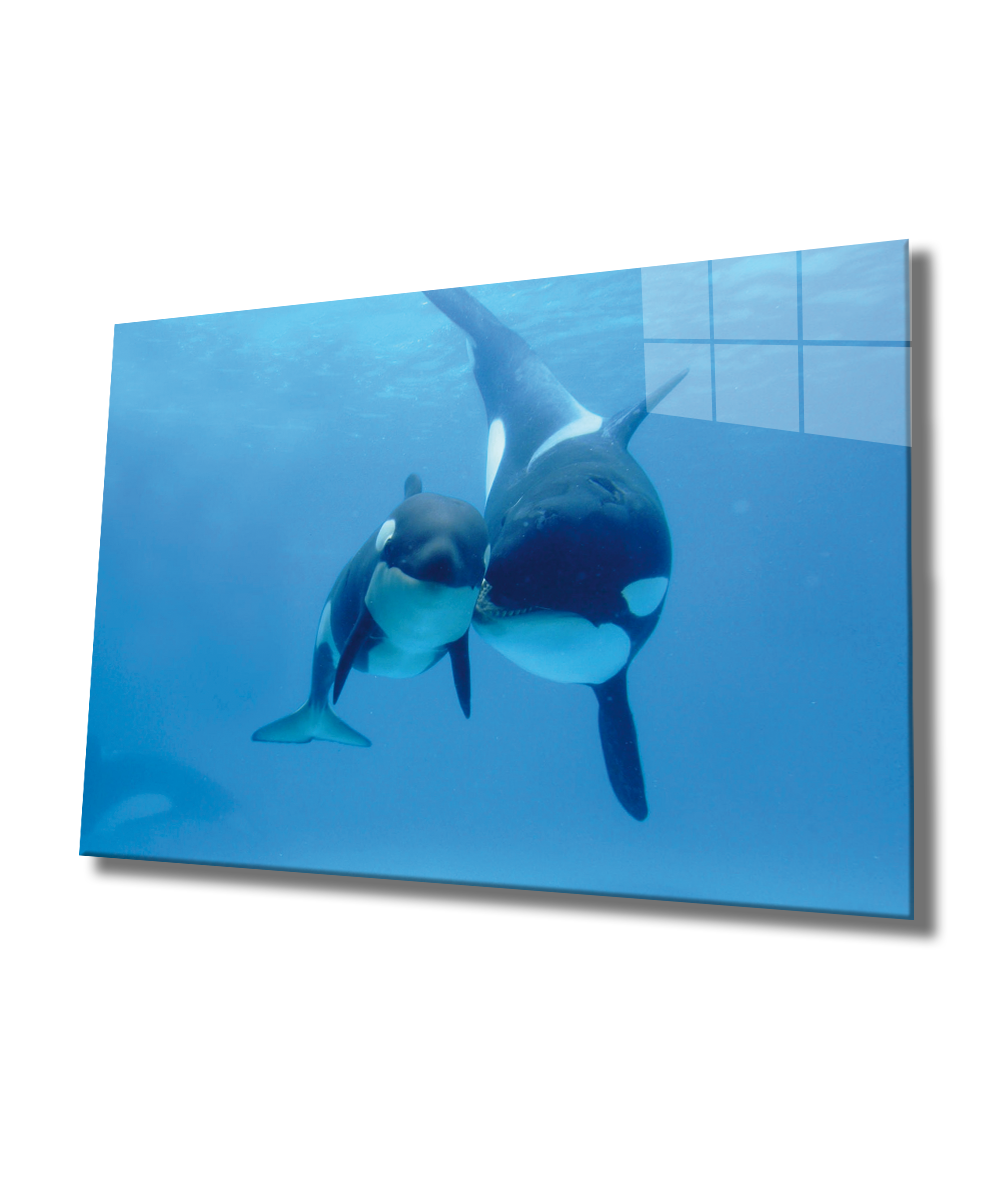 Köpek Balıkları Cam Tablo  4mm Dayanıklı Temperli Cam, Sharks Glass Wall Art