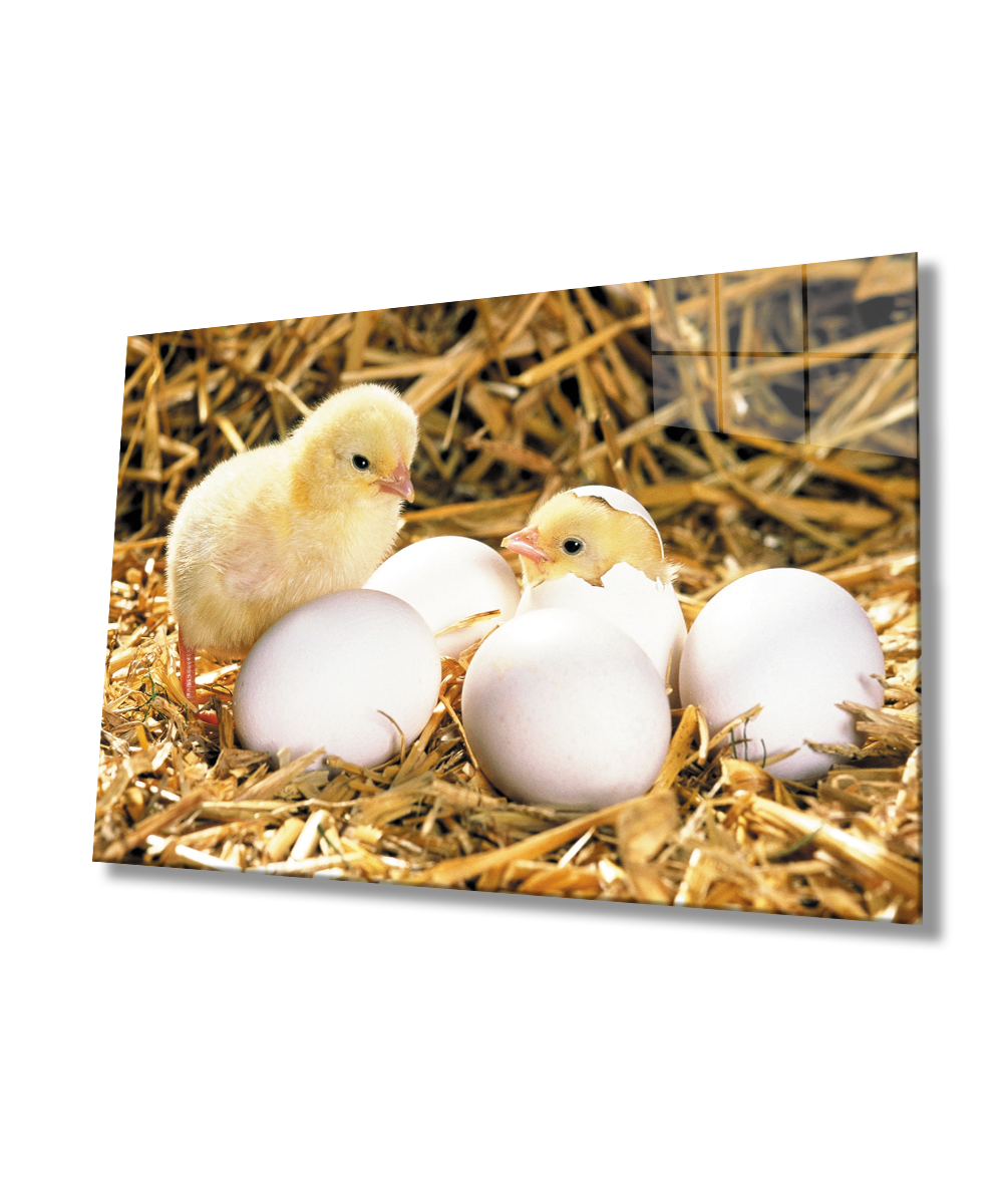 Yumurtalar Civcivler  Cam Tablo  4mm Dayanıklı Temperli Cam